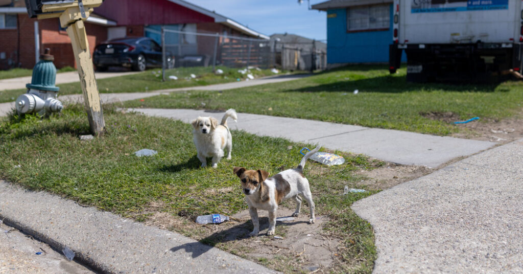 The Pets Left Behind When Their Owners Are Deported