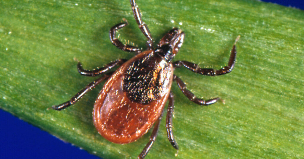 Will a Buggy Spring and Summer Follow a Tough Winter?