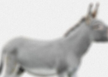 What Democrats Should Relearn From Obama