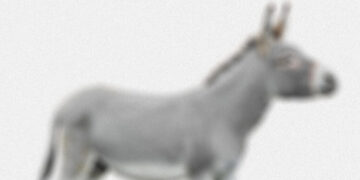 What Democrats Should Relearn From Obama