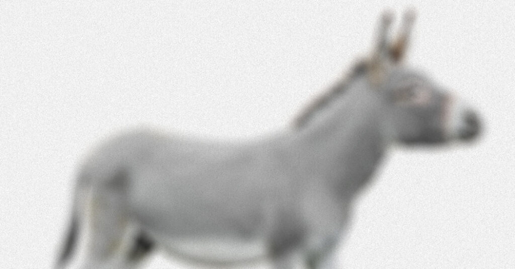 What Democrats Should Relearn From Obama