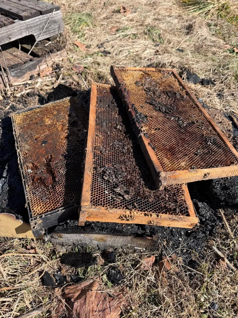 Three charred beehive frames and dead bees lie on burnt ground.