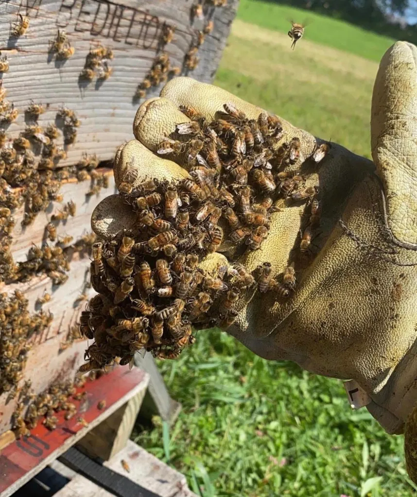 A gloved hand covered in bees next to a wooden beehive.