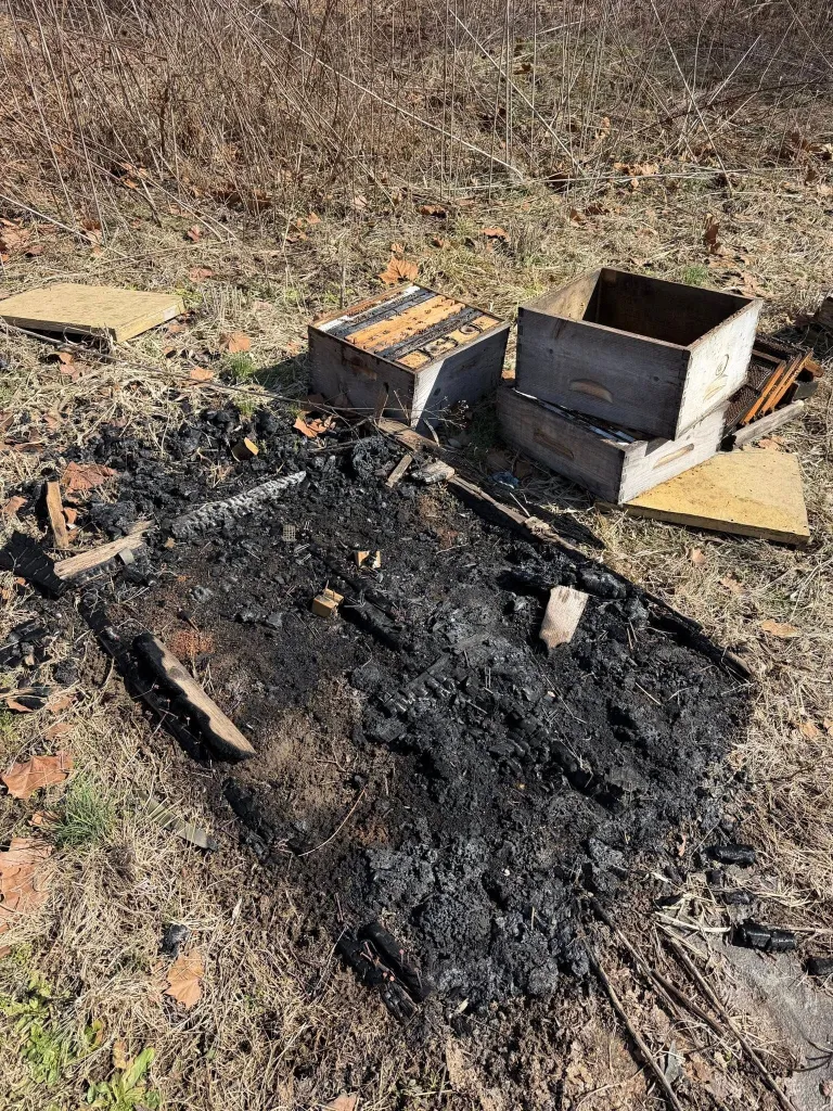 Destroyed beehives and burnt ground from arson.