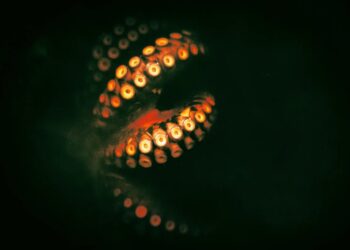 Efforts Grow to Ban Octopus Farming