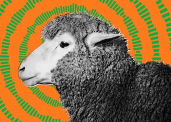 US Military Tested Havana Syndrome Weapon on Large Mammals, Whistleblowers Says