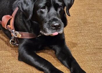 How Alfred the service dog changes the rights of Lyft riders nationwide