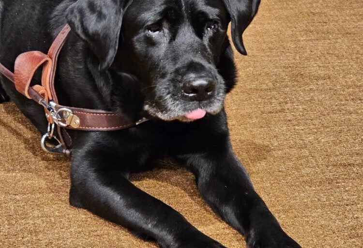 How Alfred the service dog changes the rights of Lyft riders nationwide
