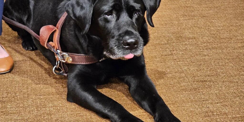 How Alfred the service dog changes the rights of Lyft riders nationwide