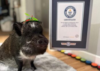 Pet pig that talks with buttons earns world-record IG following