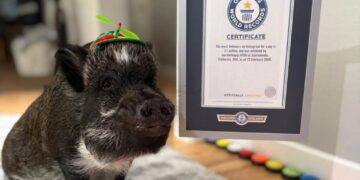 Pet pig that talks with buttons earns world-record IG following