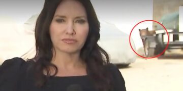 Bear with us: Reporter’s live shot interrupted by wild encounter in Monrovia