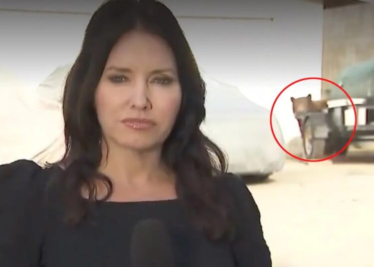 Bear with us: Reporter’s live shot interrupted by wild encounter in Monrovia