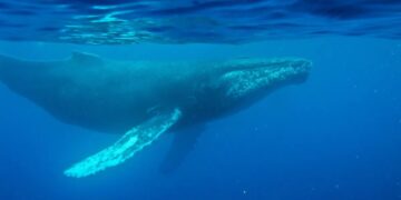The ocean’s original chart-topper: scientists discover the oldest whale song recorded, from 1949