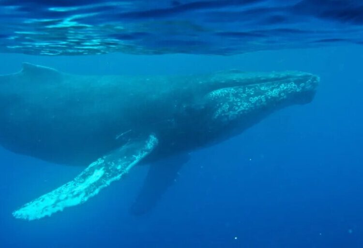 The ocean’s original chart-topper: scientists discover the oldest whale song recorded, from 1949