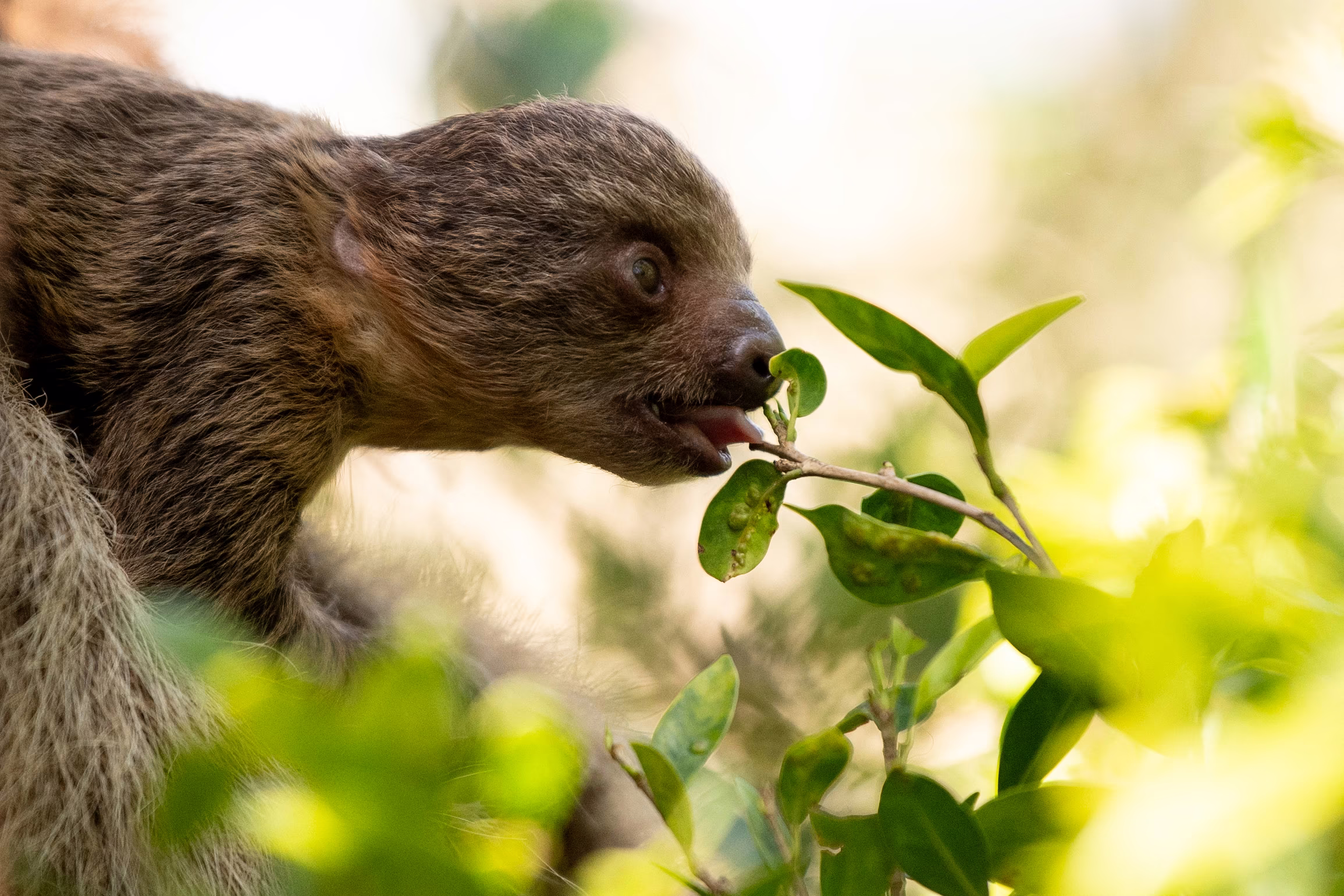 A newborn sloth reaches out to nibble on a leaf.