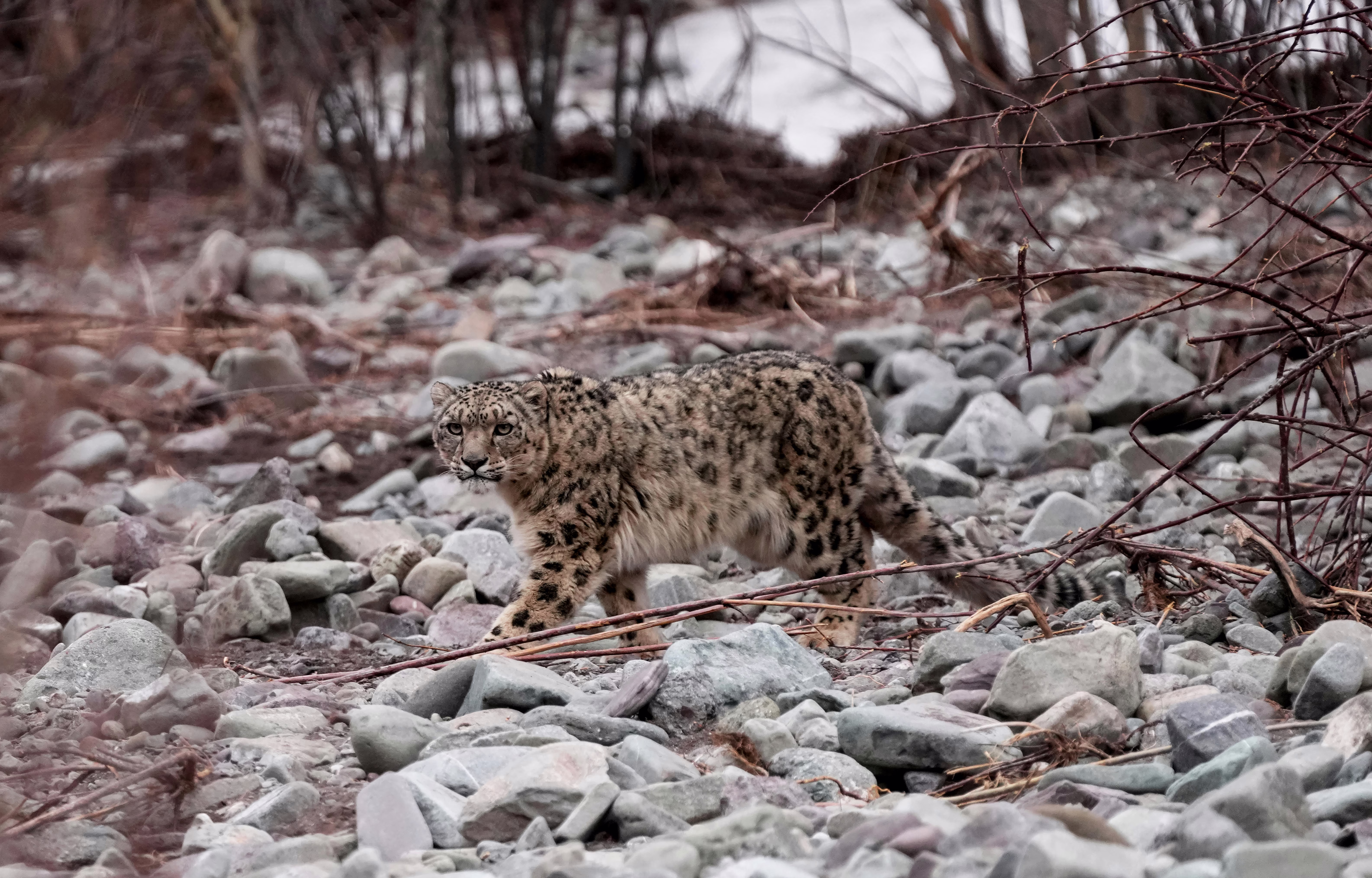 A snow leopard, walking over rocks