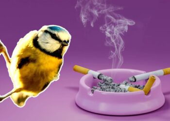 Birds Are Getting Hooked on Cigarettes