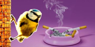 Birds Are Getting Hooked on Cigarettes