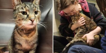 Missing cat reunited with owners after 5 years: ‘I was in disbelief’