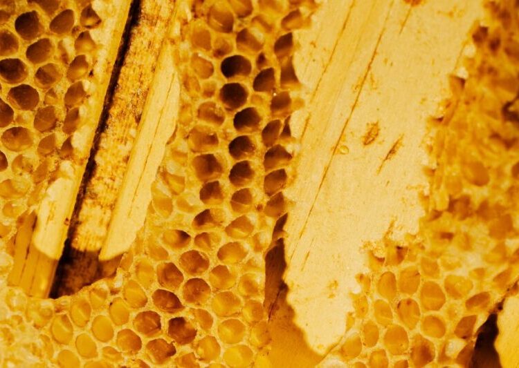 A Friend Gifts Me a Paper Bag of Honeycomb