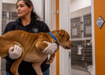 Pricier vet care: Fewer visits but still many $11,000 surgeries