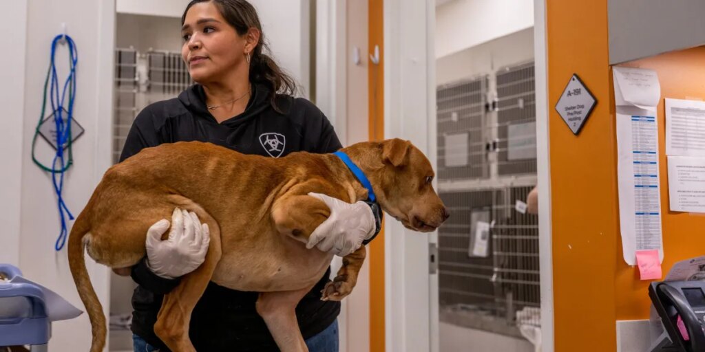 Pricier vet care: Fewer visits but still many $11,000 surgeries