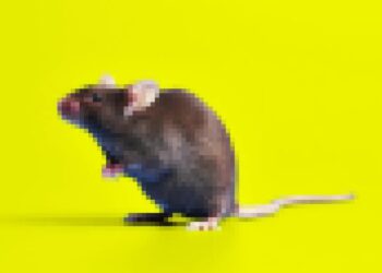 Scientists Cloned a Mouse, Then Cloned the Clone, Et Cetera. The Results Were Horrific