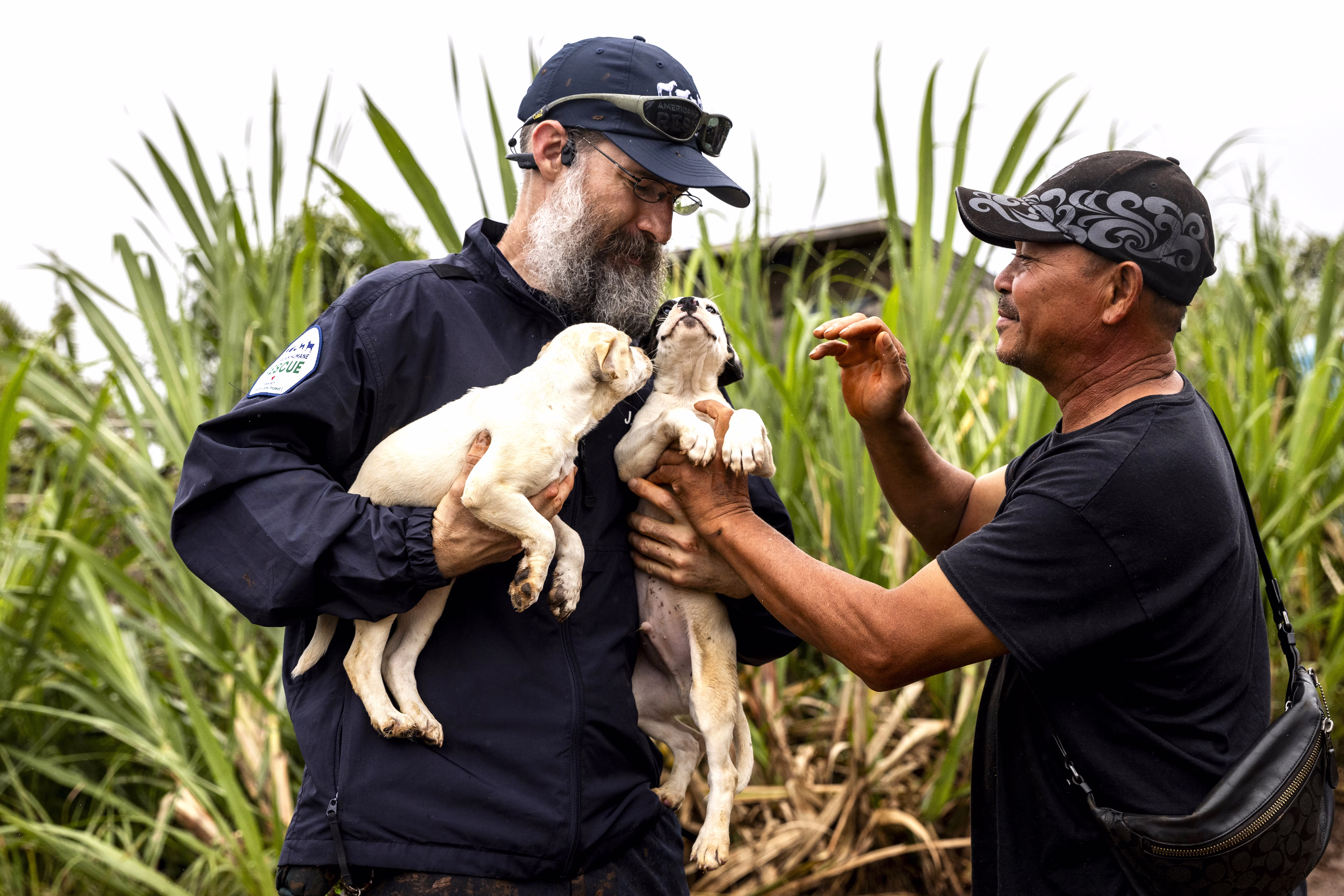 Two people hold two puppies, rescuing them from a flooded area.
