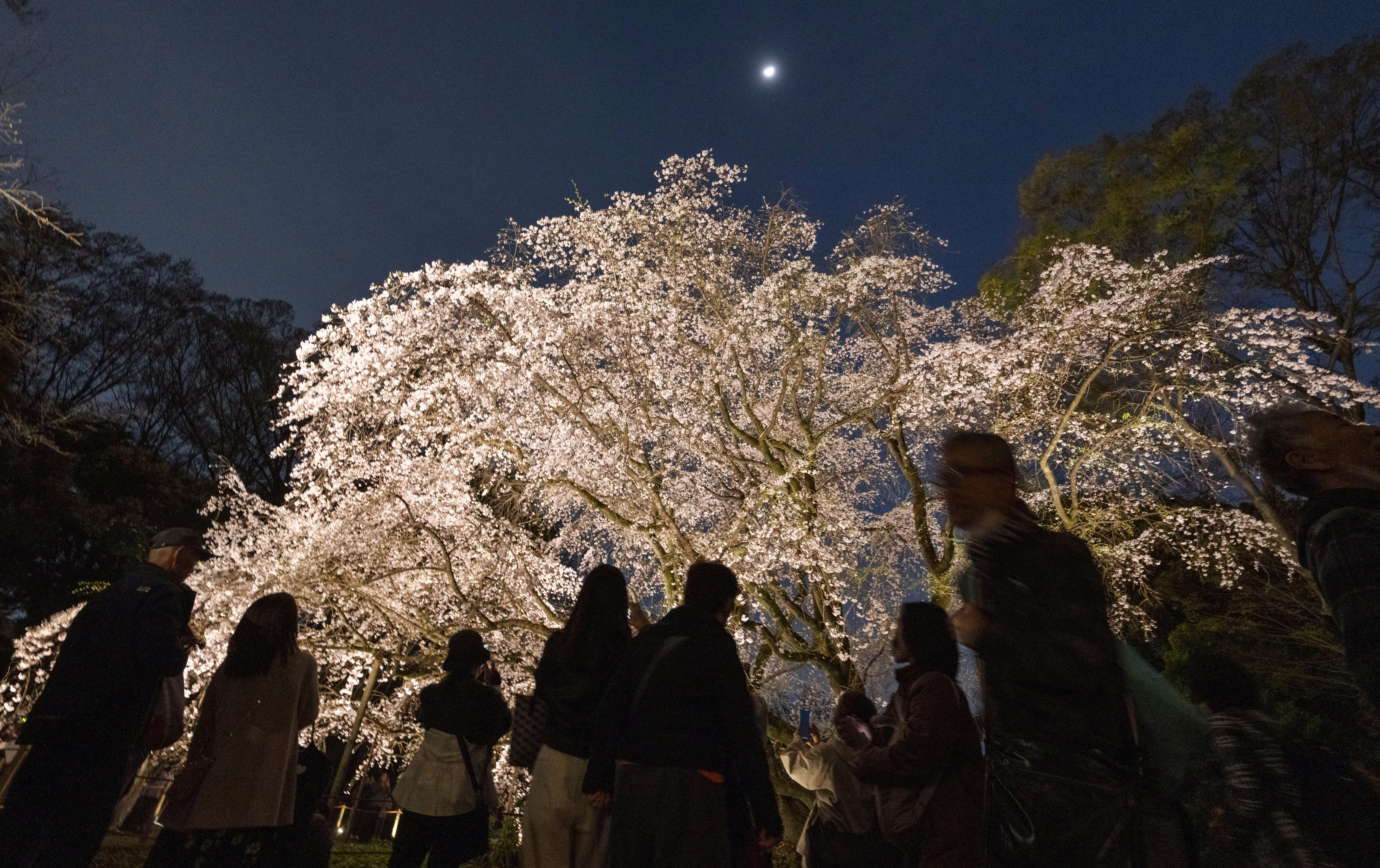 Visitors gather by an illuminated cherry blossom tree at night.