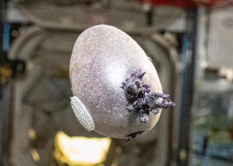 Netizens Terrified of What NASA Grew on the Space Station: A Potato