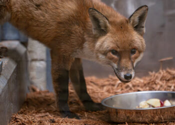 A Red Fox’s Fantastic Voyage Starts in England and Leads to the Bronx