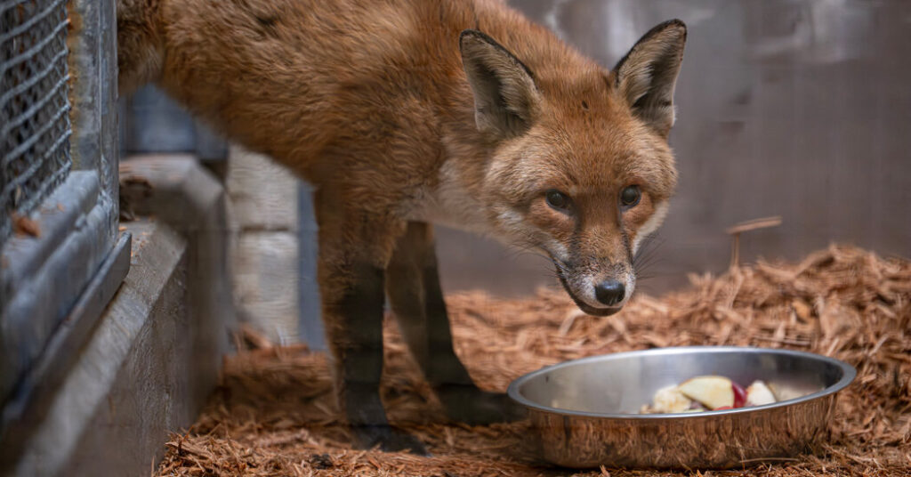 A Red Fox’s Fantastic Voyage Starts in England and Leads to the Bronx