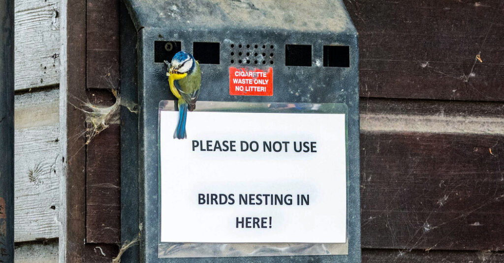 Why Some Birds Seem to Be Developing a Cigarette Habit