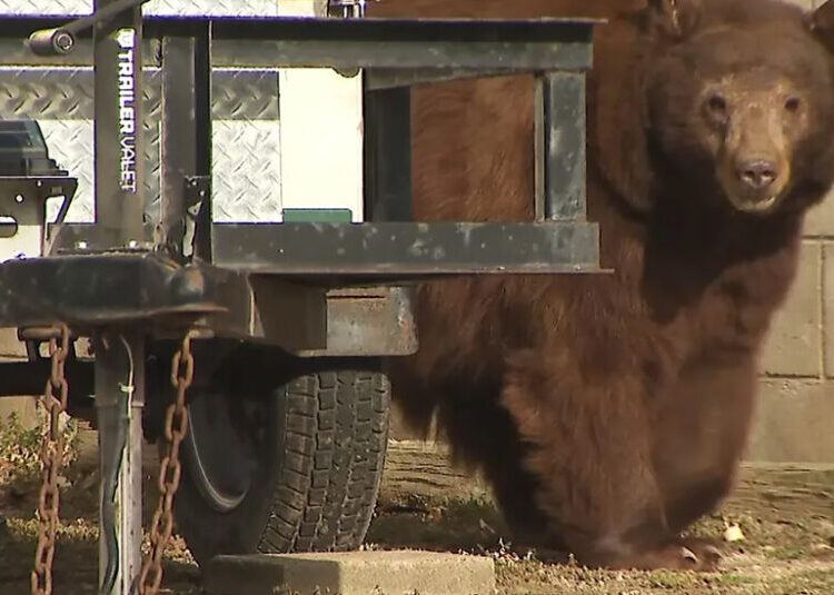 Bear That Clawed 2 People in California Is Euthanized, Orphaning Its Cubs