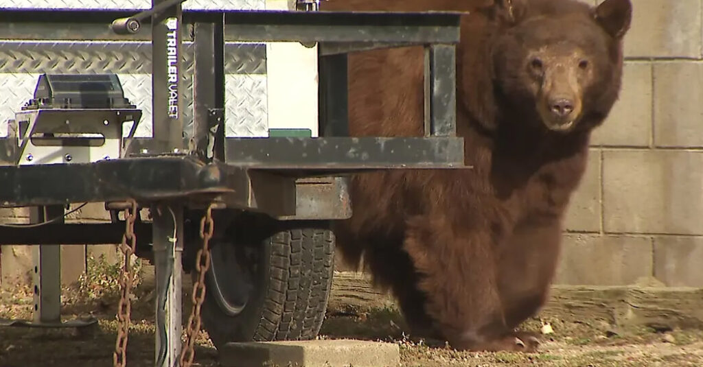 Bear That Clawed 2 People in California Is Euthanized, Orphaning Its Cubs