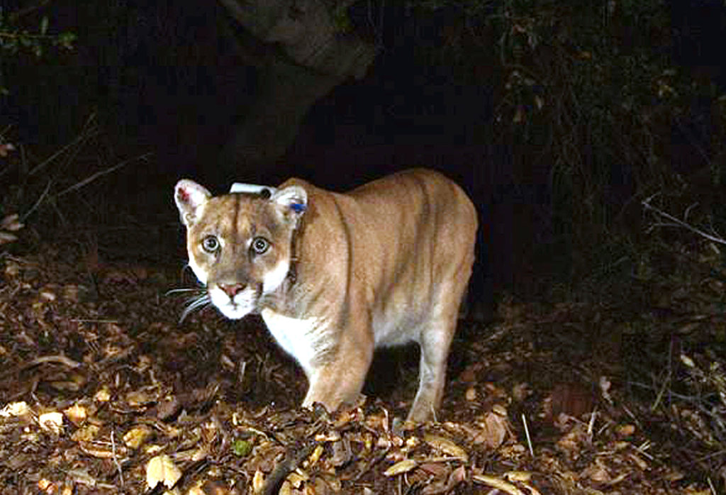 Mountain lion P-22 with a tracking collar.