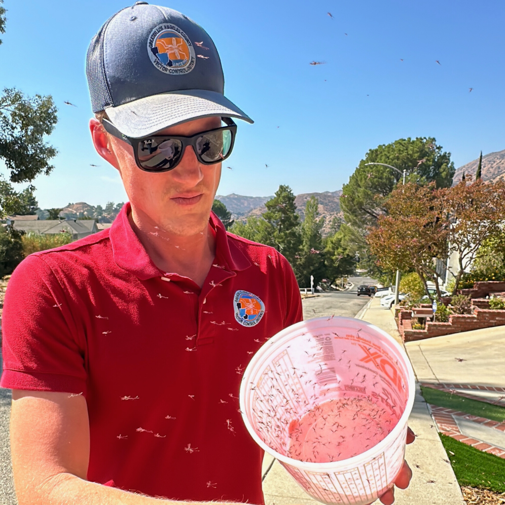A man holding a bucket of mosquitoes in a neighborhood as more mosquitoes fly around him.