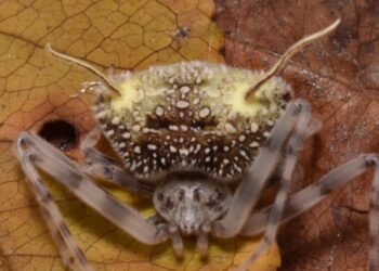 ‘The Last of Us’ on Eight Legs