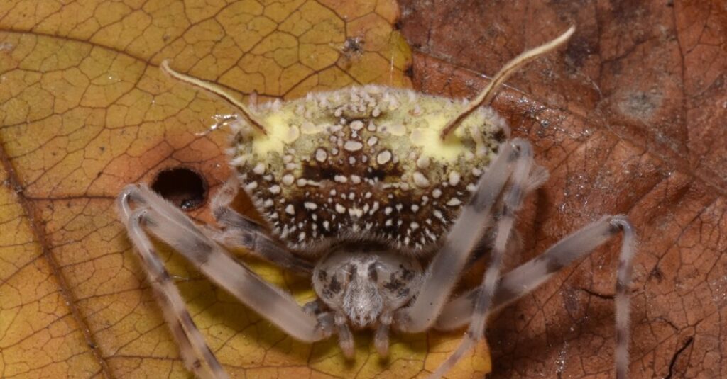 ‘The Last of Us’ on Eight Legs