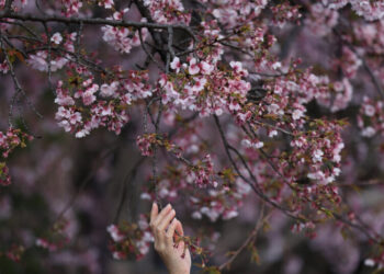 What to Know About This Year’s Cherry Blossom Blooms