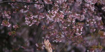 What to Know About This Year’s Cherry Blossom Blooms