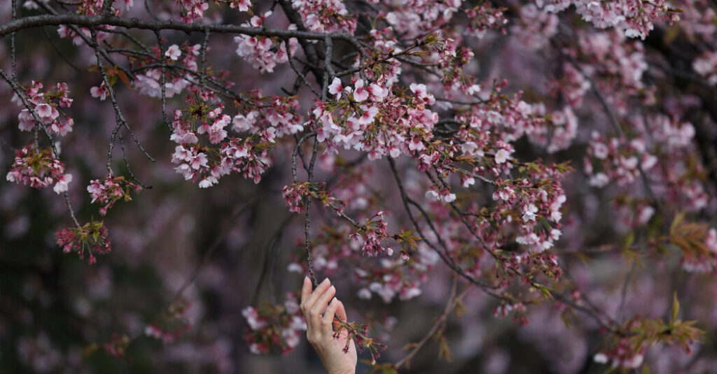 What to Know About This Year’s Cherry Blossom Blooms