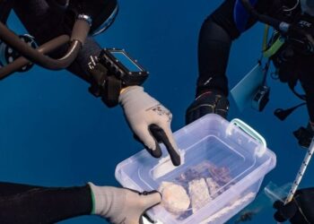 Stone Fragment Is Found in Wreck of Ship That Carried Parthenon Marbles