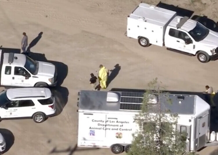 700 Dogs and Cats Are Rescued in Animal Cruelty Raid in Los Angeles County
