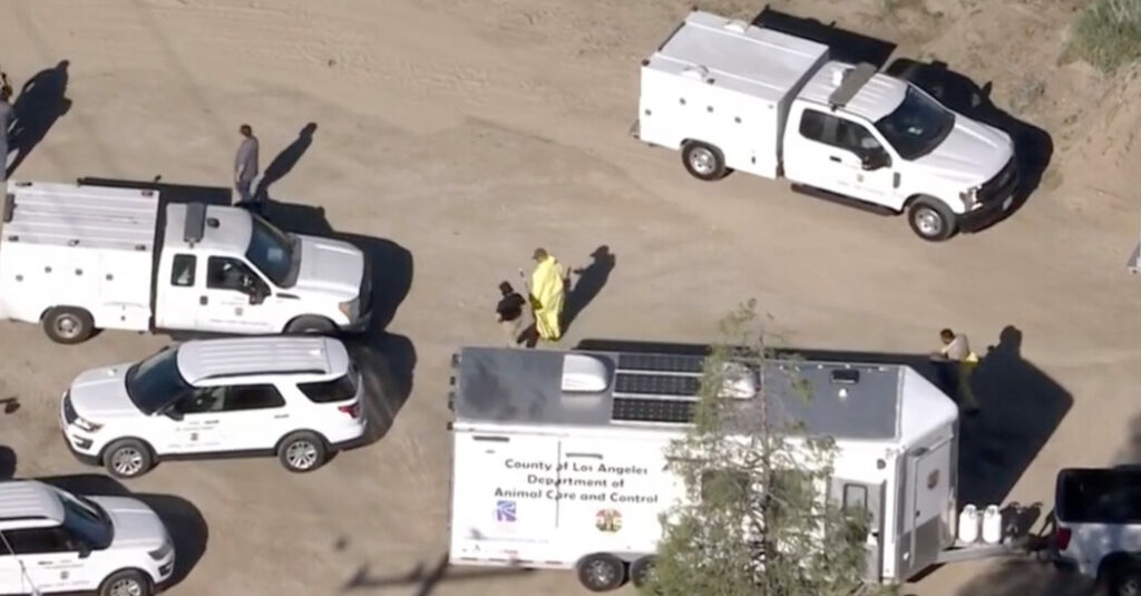 700 Dogs and Cats Are Rescued in Animal Cruelty Raid in Los Angeles County