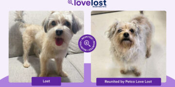 These people used AI to help find their lost pets