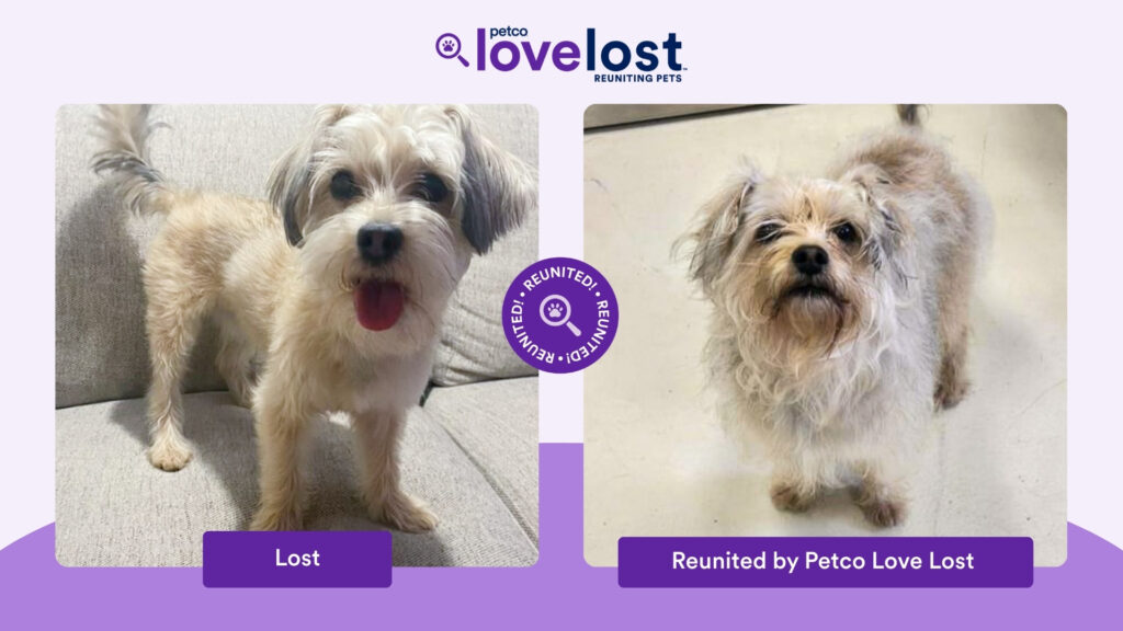 These people used AI to help find their lost pets