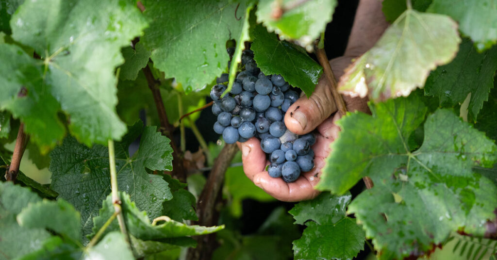 Ancient Grapes Reveal Long History of Modern Wines