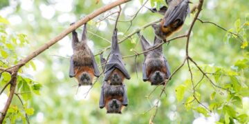 We’ve Been Underestimating Flying Foxes